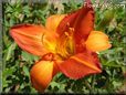 red orange lily flower