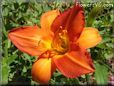 red orange lily flower