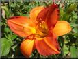 red orange lily flower