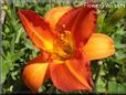 red orange lily flower