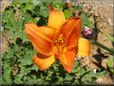 red orange lily flower