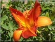 red orange lily flower