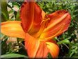 red orange lily flower