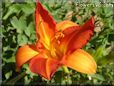 red orange lily flower