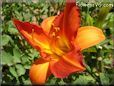 red orange lily flower