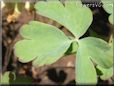 columbine leaf