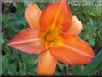 orange lily flower