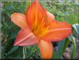 orange lily flower