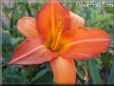 orange lily flower