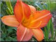 orange lily flower