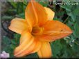 orange lily flower