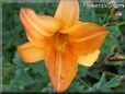 orange lily flower