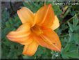 orange lily flower