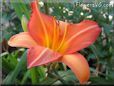 orange lily flower