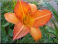 orange lily flower