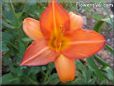 orange lily flower