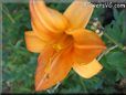orange lily flower