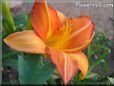 orange lily flower