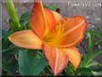 orange lily flower