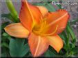 orange lily flower