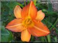orange lily flower