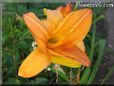 orange lily flower