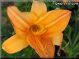 orange lily flower