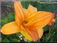 orange lily flower