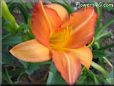 orange lily flower