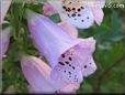  fox glove flower pictures