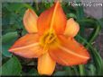 orange lily flower