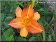 orange lily flower