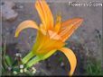 orange lily flower