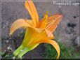 orange lily flower
