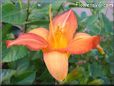 orange lily flower