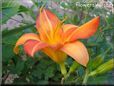 orange lily flower