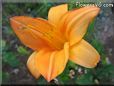 orange lily flower