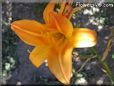 orange lily flower