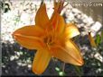 orange lily flower