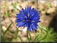 blue bachelor button flower