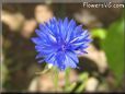 blue bachelor button flower