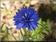 blue bachelor button flower