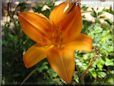 orange lily flower