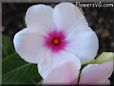  vinca flower pictures