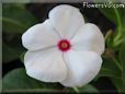  vinca flower pictures