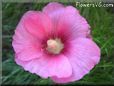 hollyhock flower