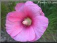 hollyhock flower