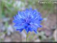 blue bachelor button flower