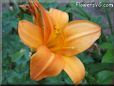 orange lily flower