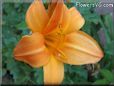 orange lily flower